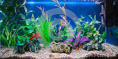 tropical-fish-tank-aquarium-27234173