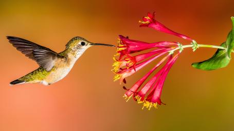 Hummingbird_Hero_Roger_Levien